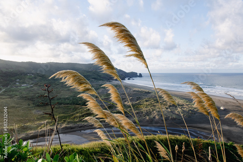 Sunrise Te Henga Walkway Bethells Beach Auckland Tamaki Makaurau Aotearoa New Zealand photo