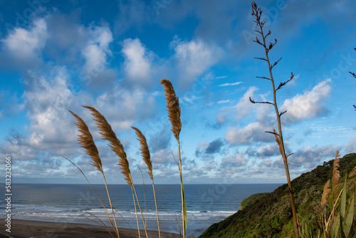 Sunrise Te Henga Walkway Bethells Beach Auckland Tamaki Makaurau Aotearoa New Zealand photo