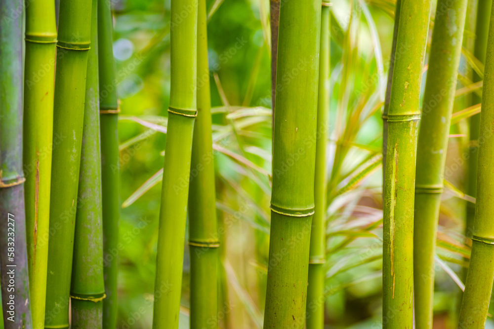 Fototapeta premium bamboo background