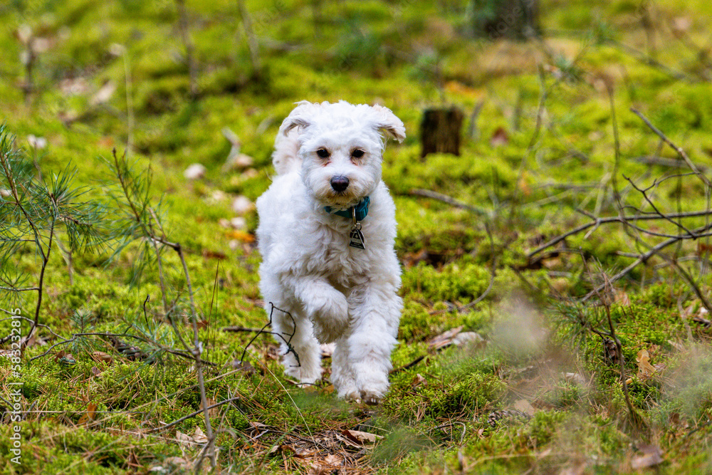 Cockapoo Welpe im Wald