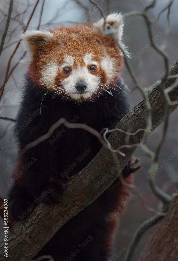 Red panda Red panda