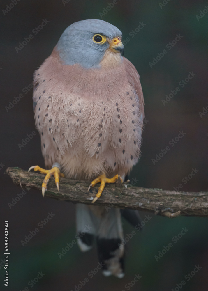Common kestrel Common kestrel