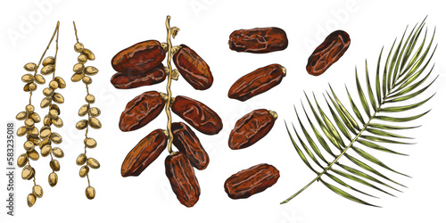 Date palm collection with fruits and leaves sketch vector illustration isolated.