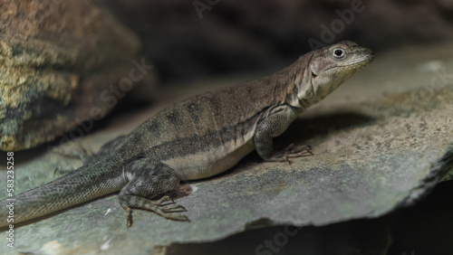 Spiny lizard