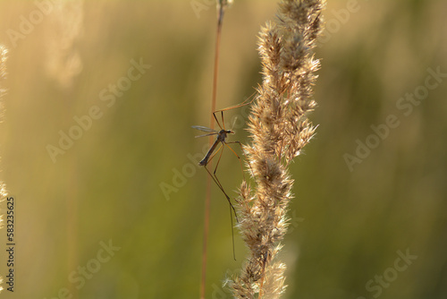Big crane fly in the sunlight