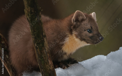 European pine marten