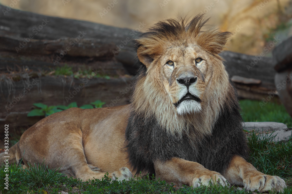 Fototapeta premium North African lion
