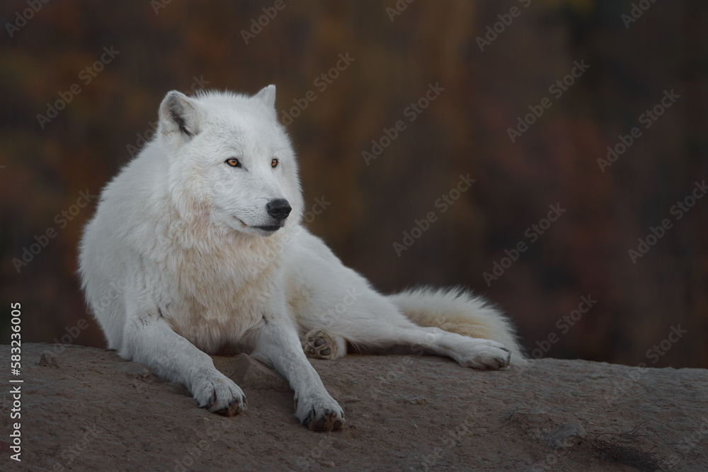 Arctic wolf