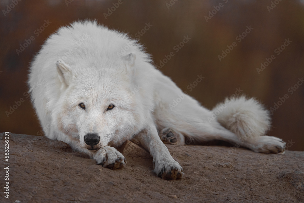 Arctic wolf