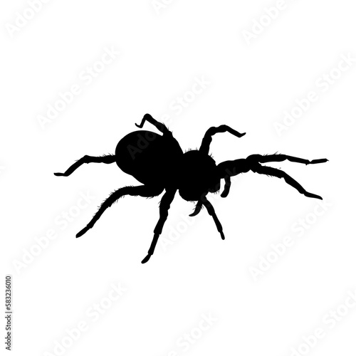 spider silhouette isolated - vector illustration