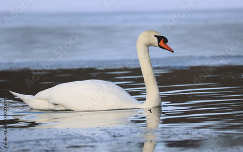 Mute Swan