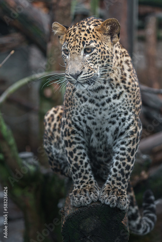 Sri Lankan leopard