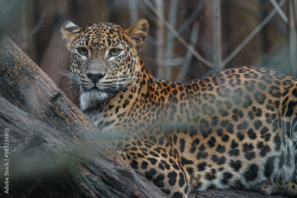 Sri Lankan leopard Sri Lankan leopard