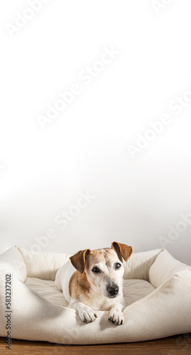 small elderly white dog looking at camera lying in light comfortable sofa pet bed. Empty copy space background. Cute Jack Russell terrier 