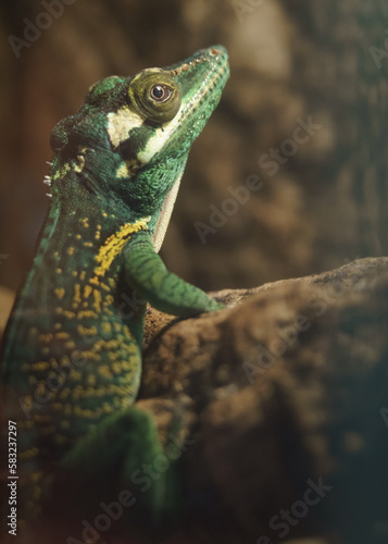 Baracoa giant anole