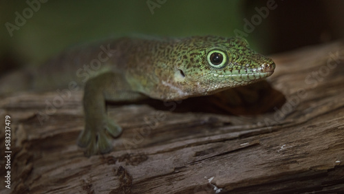 Standing s day gecko