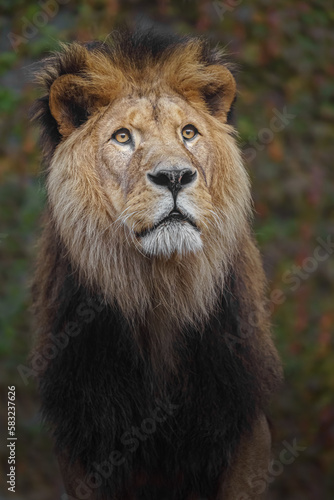 North African lion