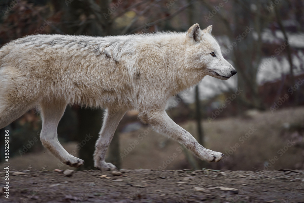 Arctic wolf