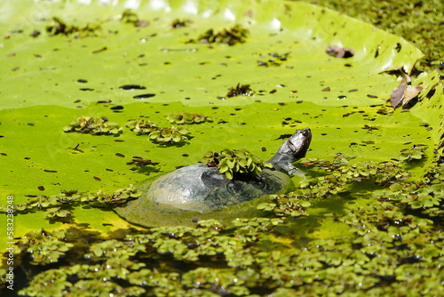 The Amazonian turtle (Podocnemis expansa) is a freshwater chelonian of the Podocnemididae family that lives in the Amazon River and its tributaries. photo