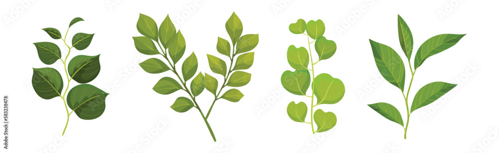 Green Leafy Branch or Twig on Stem Vector Set Green Leafy Branch or Twig on Stem Vector Set