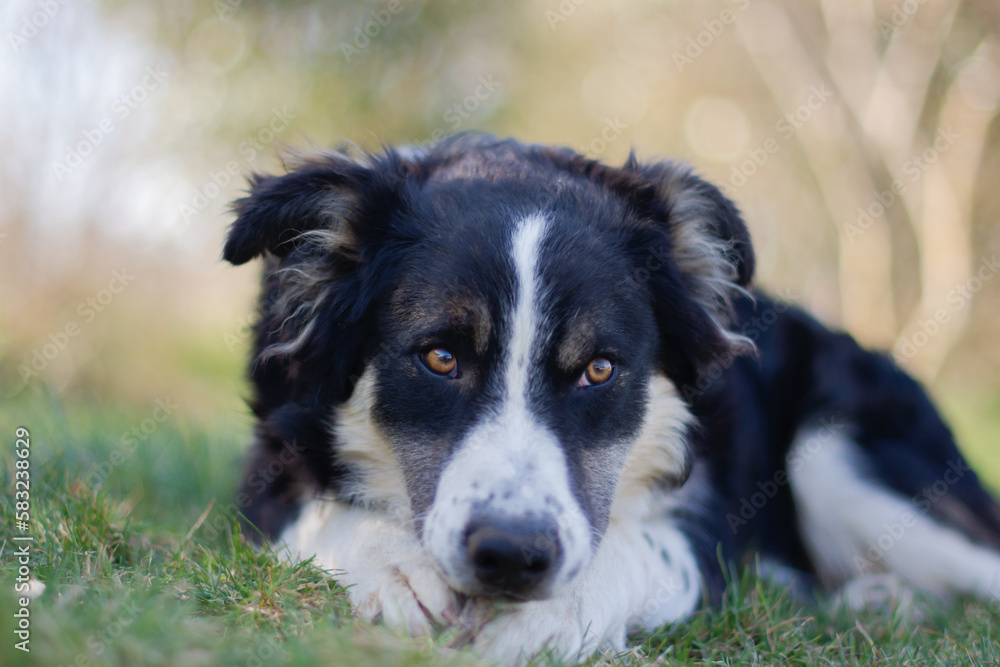 Portrait of a lovely puppy dog border collie	