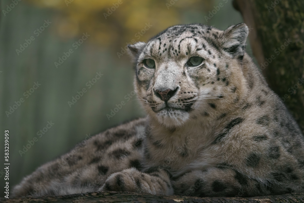 Snow leopard (Irbis) Snow leopard (Irbis)
