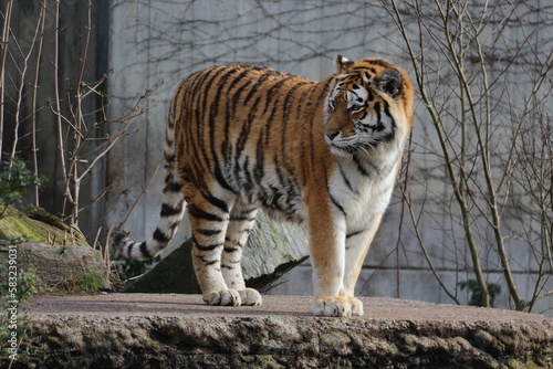 Tigre 