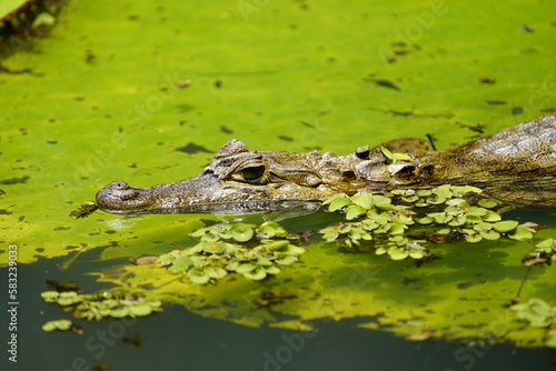 Spectacled caiman (Caiman crocodilus) Alligatoridae family. Amazon Rainforest, Brazil.