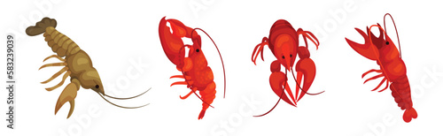 Lobster as Large Marine Crustacean with Muscular Tail and Claw Pair Vector Set