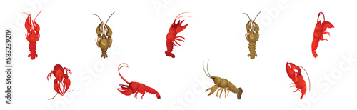 Lobster as Large Marine Crustacean with Muscular Tail and Claw Pair Vector Set