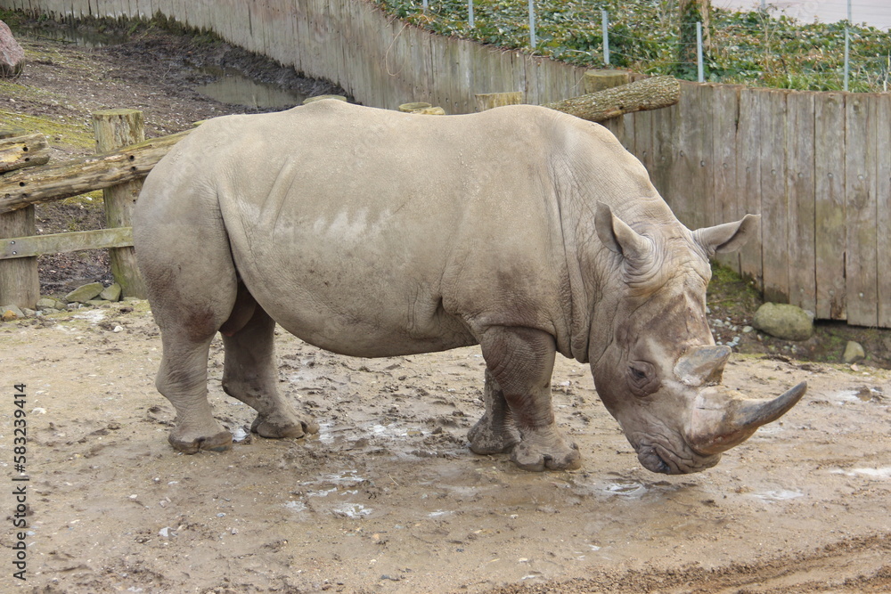 Naklejka premium Rinoceronte 