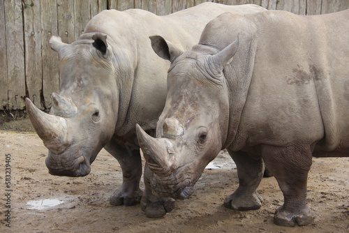 Rinoceronte  © Joseandres