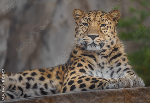 Amur leopard © Josef