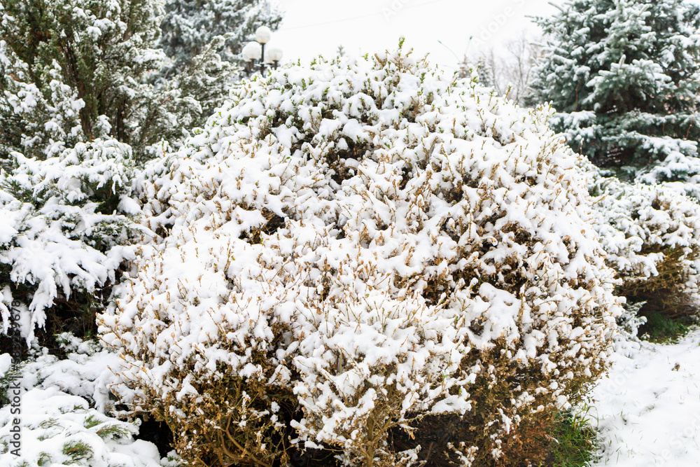Bush in the snow. Winter background, selective focus Bush in the snow. Winter background, selective focus