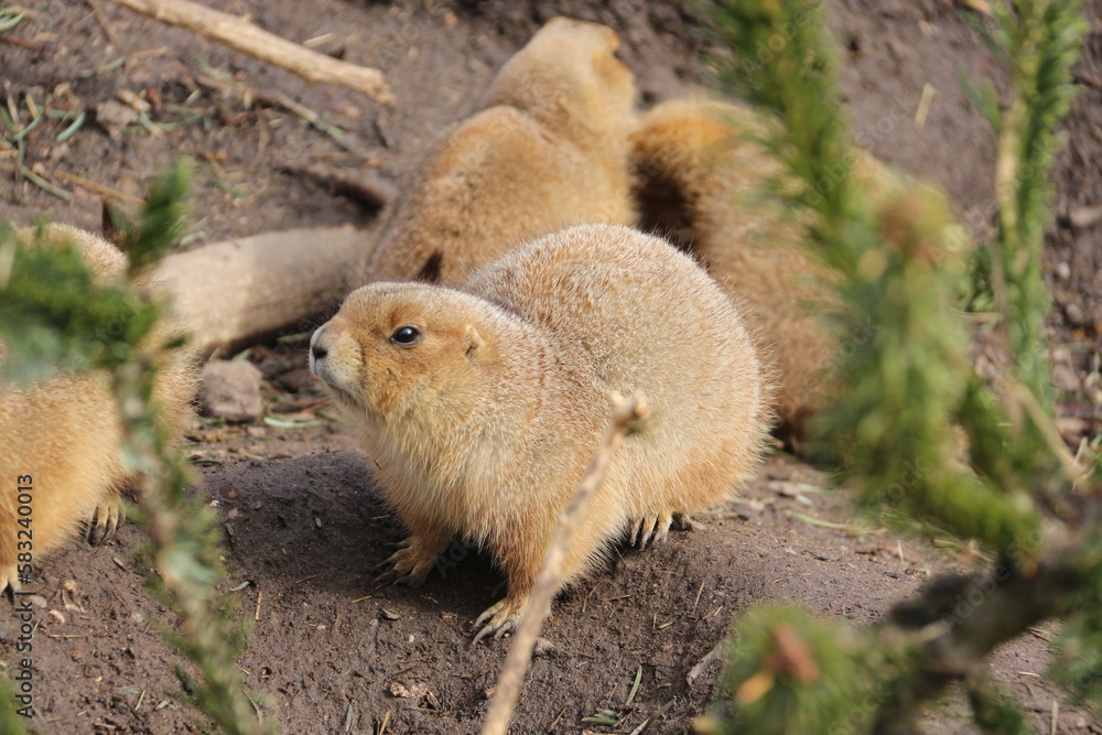 Marmota Marmota