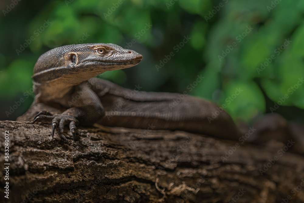 Naklejka premium Mertens' water monitor