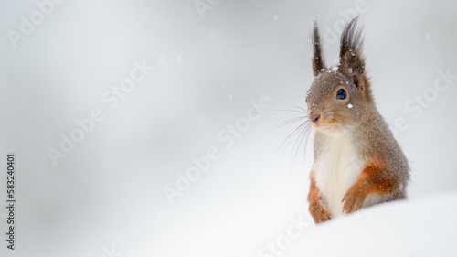 Canvas Print Cute Norwegian Red squirrel (Sciurus vulgaris) in snow