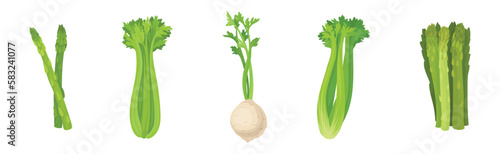 Celery and Asparagus as Cultivated Vegetable for Vegetarian Nutrition Vector Set