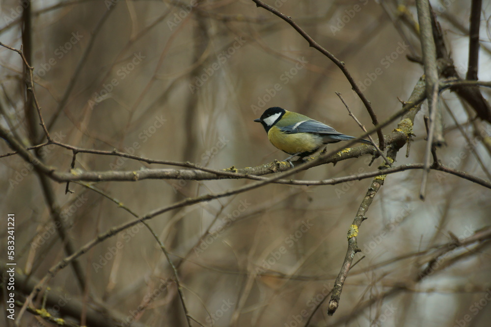 Fototapeta premium Titmouse on a branch in spring in the forest.
