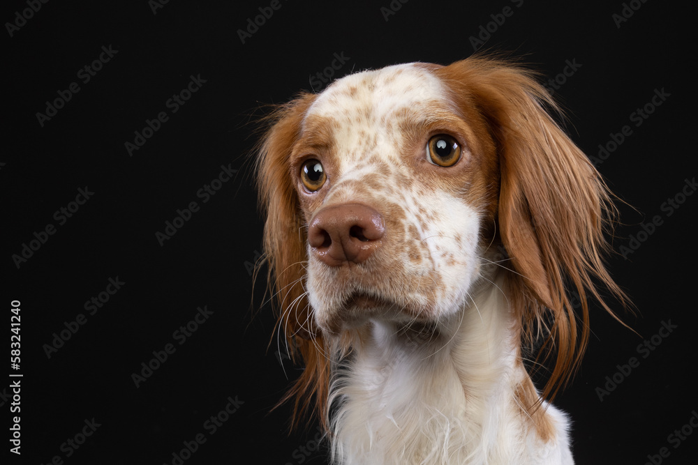 Portrait of a cute Brittany puppy dog looking with big eyes.