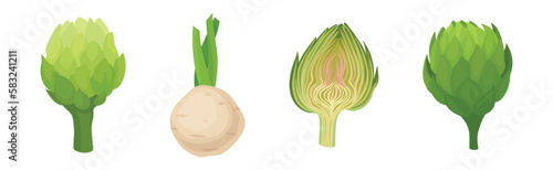 Celery and Artichoke as Cultivated Vegetable for Vegetarian Nutrition Vector Set