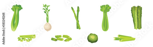 Celery, Artichoke and Asparagus as Cultivated Vegetable for Vegetarian Nutrition Vector Set
