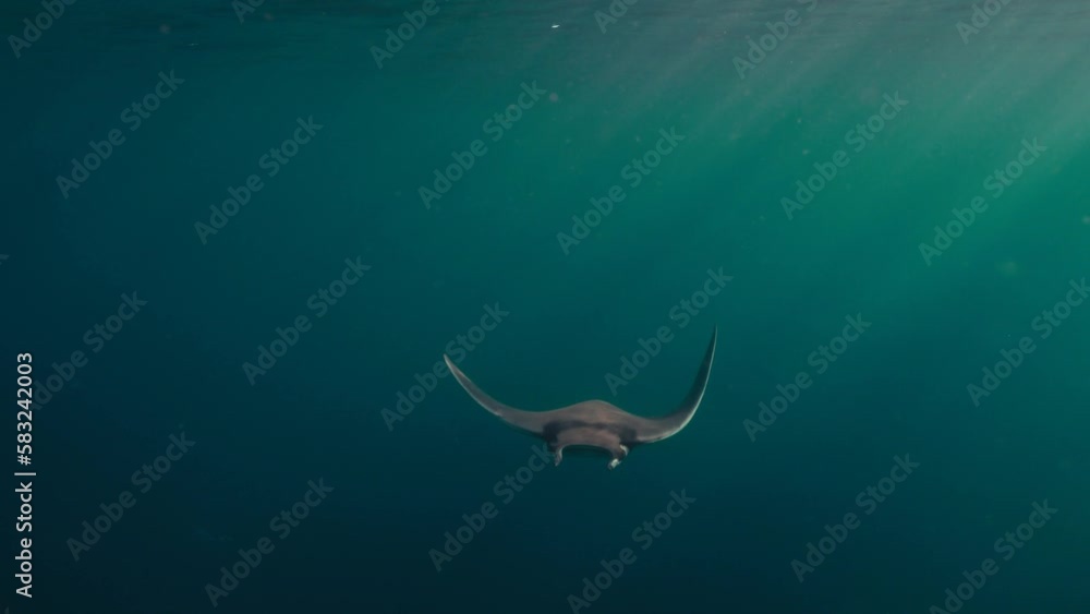 Devil rays, underwater and mobulas marine sea life, Deep ocean 4K, Sea