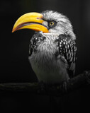 Eastern yellow-billed hornbill
