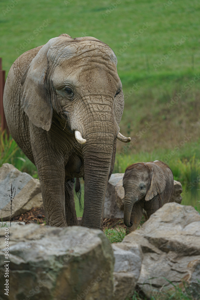 Naklejka premium African bush elephant