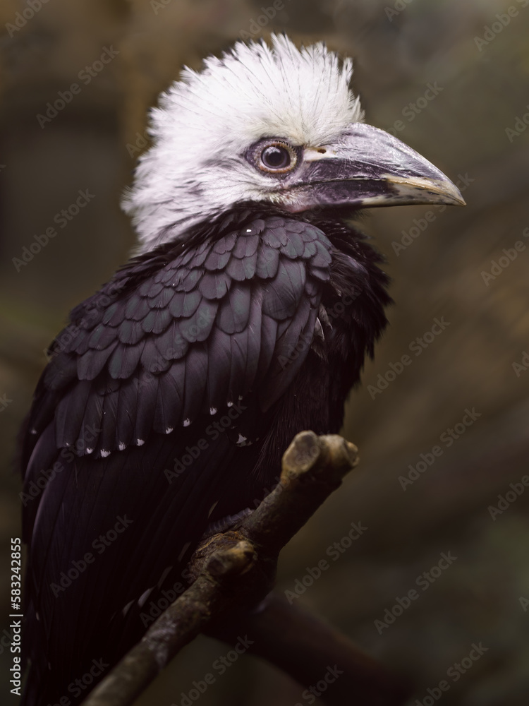 White-crested hornbill White-crested hornbill