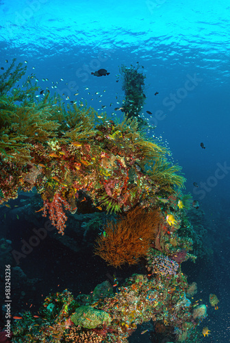 Fototapeta Naklejka Na Ścianę i Meble -  Coral reef South Pacific, Liberty Wreck