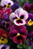 A closeup of multicolored magenta pink and purple pansies. Trendy color of 2023 Viva Magenta.. AI generation.