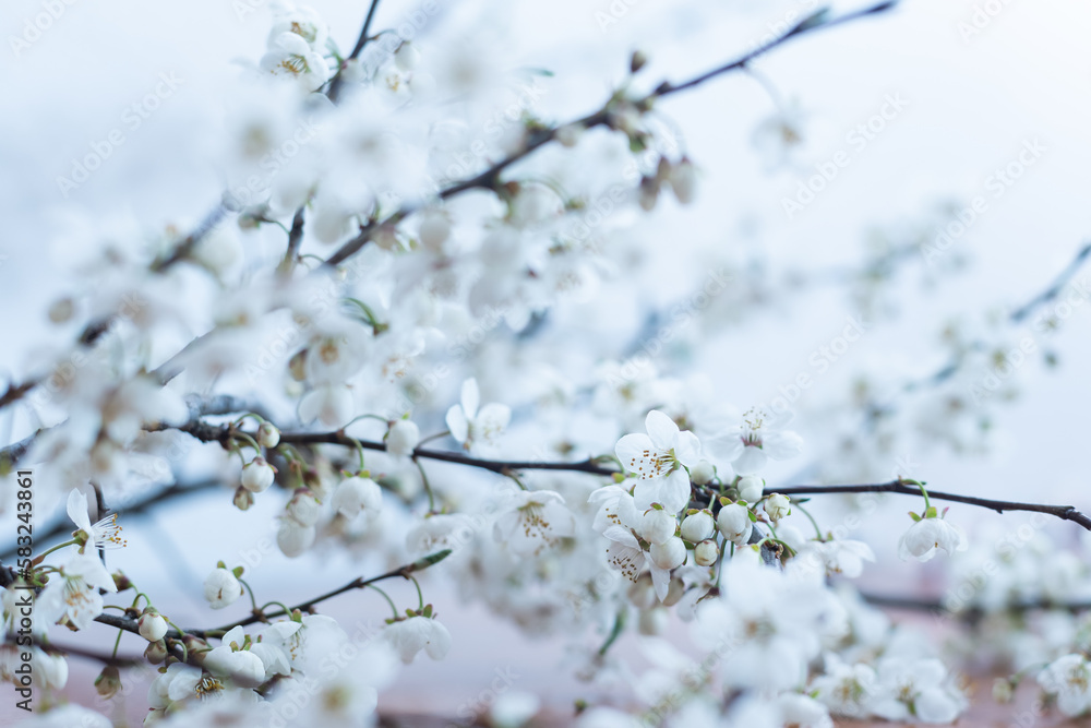 Flowers of the cherry blossoms on a spring day Flowers of the cherry blossoms on a spring day