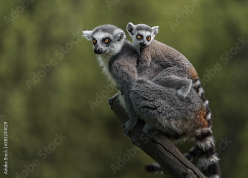 Ring-tailed lemur © Josef